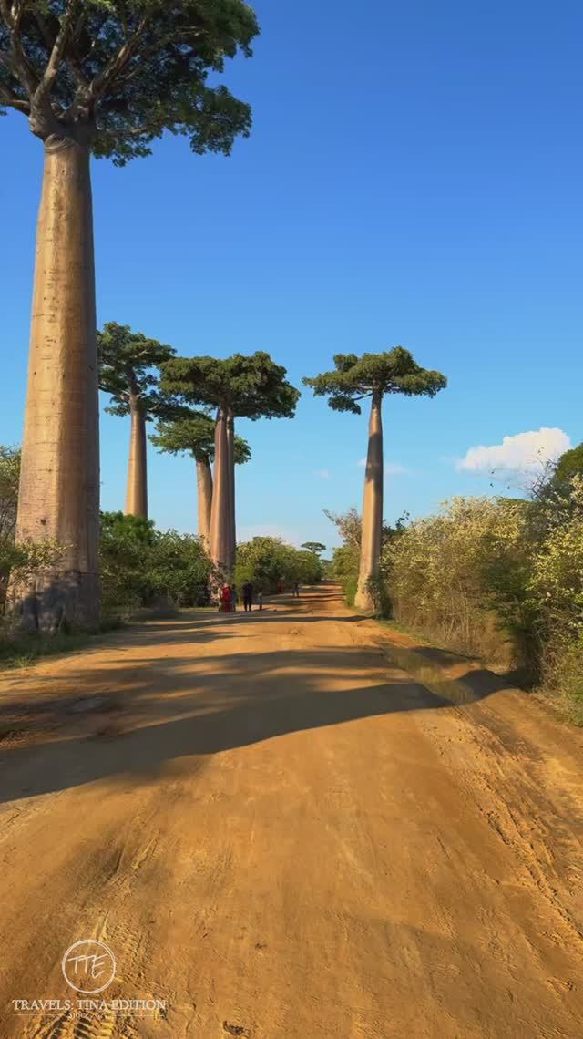 Аллея баобабов. Avenue of the Baobabs. travel baobab madagascar shorts путешествия мадагаскар