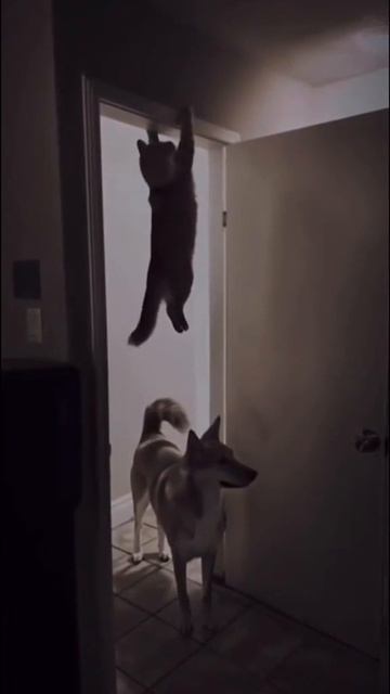 Когда некуда бежать 🙀