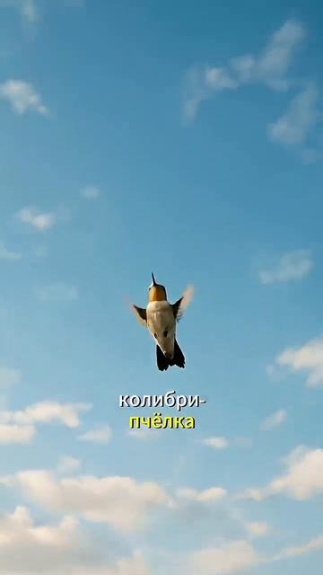 Самые маленькие животным в мире
