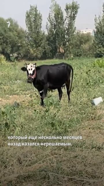 Бесплатный газ на даче