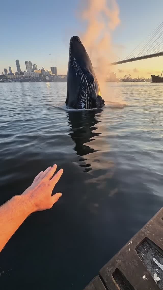 Горбатые киты зашли во Владивосток