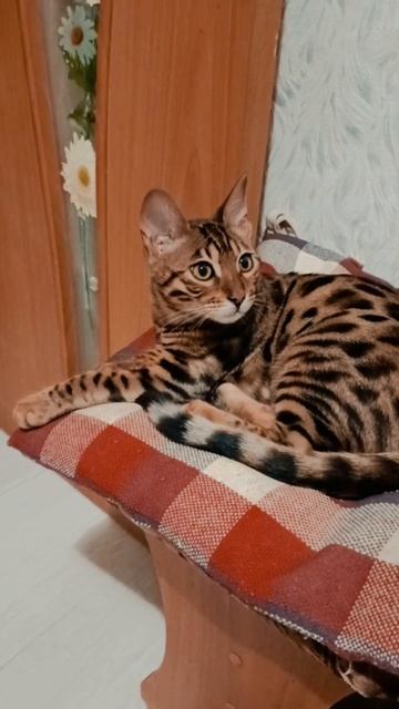 Внутренний диалог кота, когда ему рассказывают о проблемах