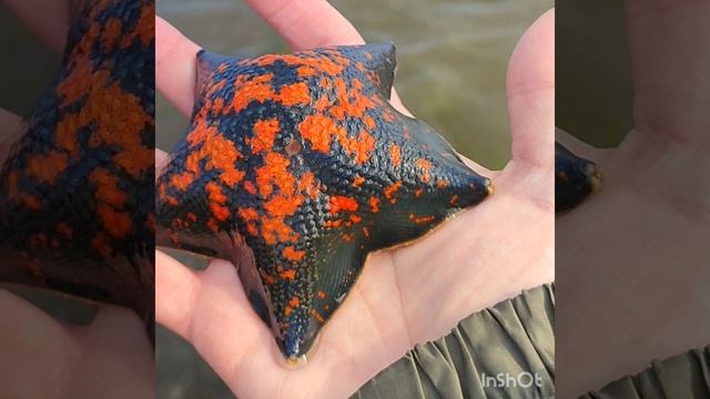 Сахалин. На озере Буссе