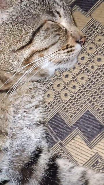 кот занимает уже весь пуфик
