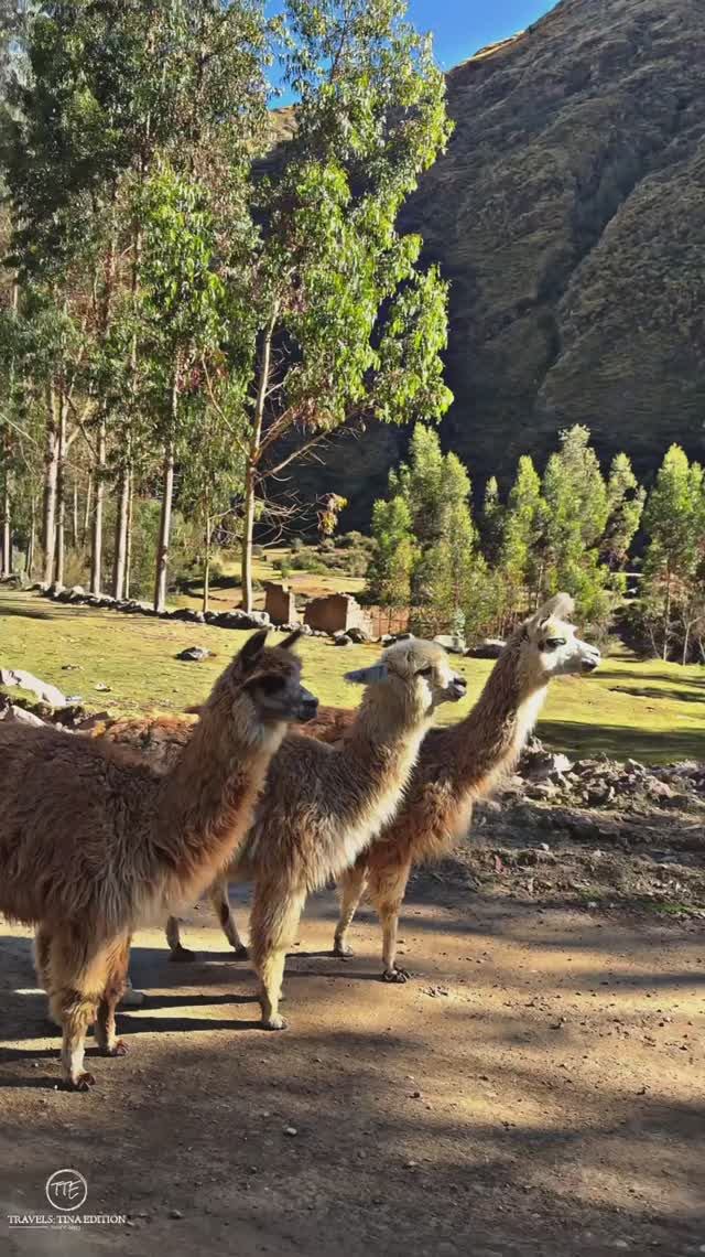 Невероятно фотогеничные альпаки. Incredibly Photogenic Alpacas #альпака #shorts #путешествия #перу