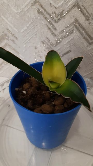 Сансевиерия Звёздная Канарейка Sansevieria Star Canary #сансивьериия #sansevieria # #plants #сорта