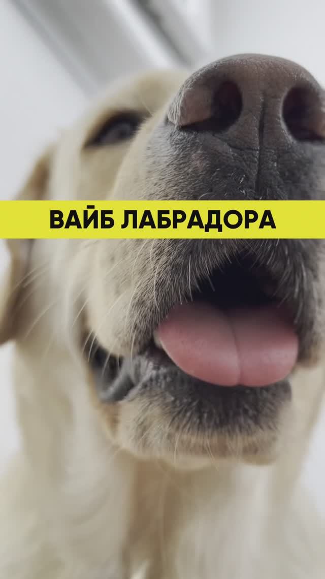 Трудно быть лабрадором 😁