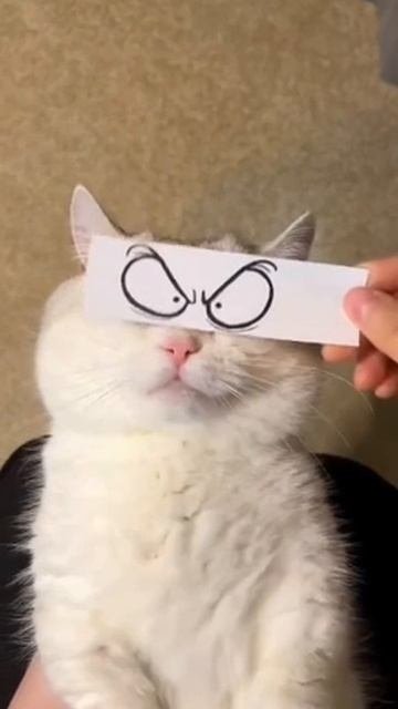 Как я меняю настроение в течение дня 😼