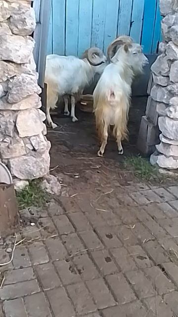 VID_20251004_163354.mp4