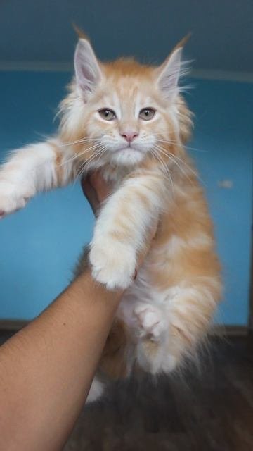 Девочка #мейнкун Глори🥰