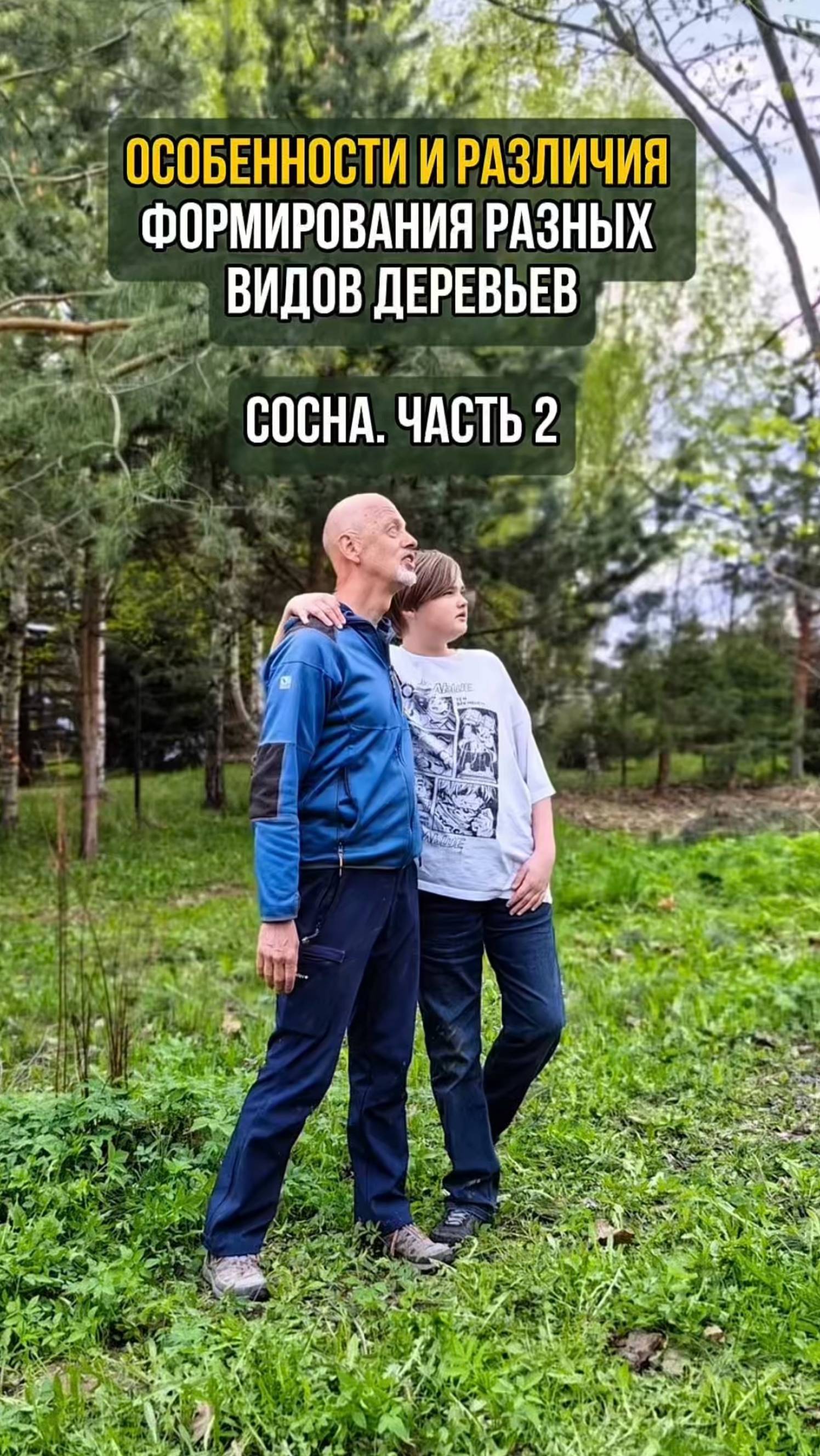 Особенности и различия формирования разных видов деревьев. Сосна. Часть 2
