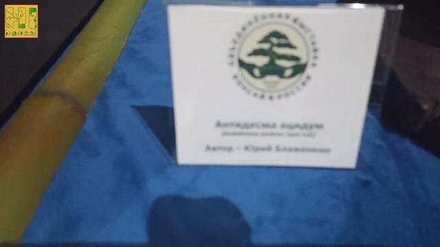 Бонсай выставка. Часть 7. Мини красота.