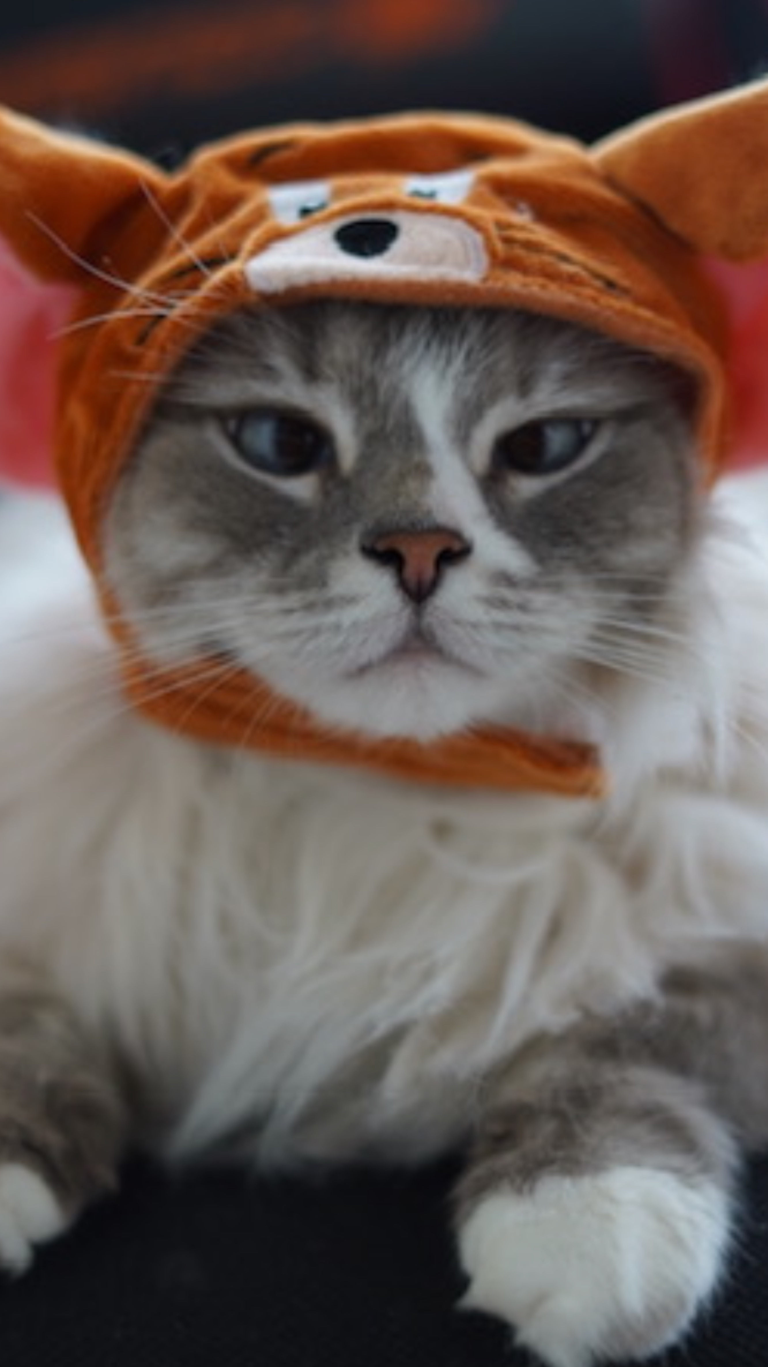 А ваши котики любят играть?
