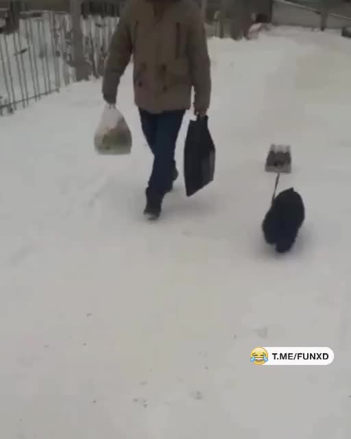 Если собака, то только такая!😁