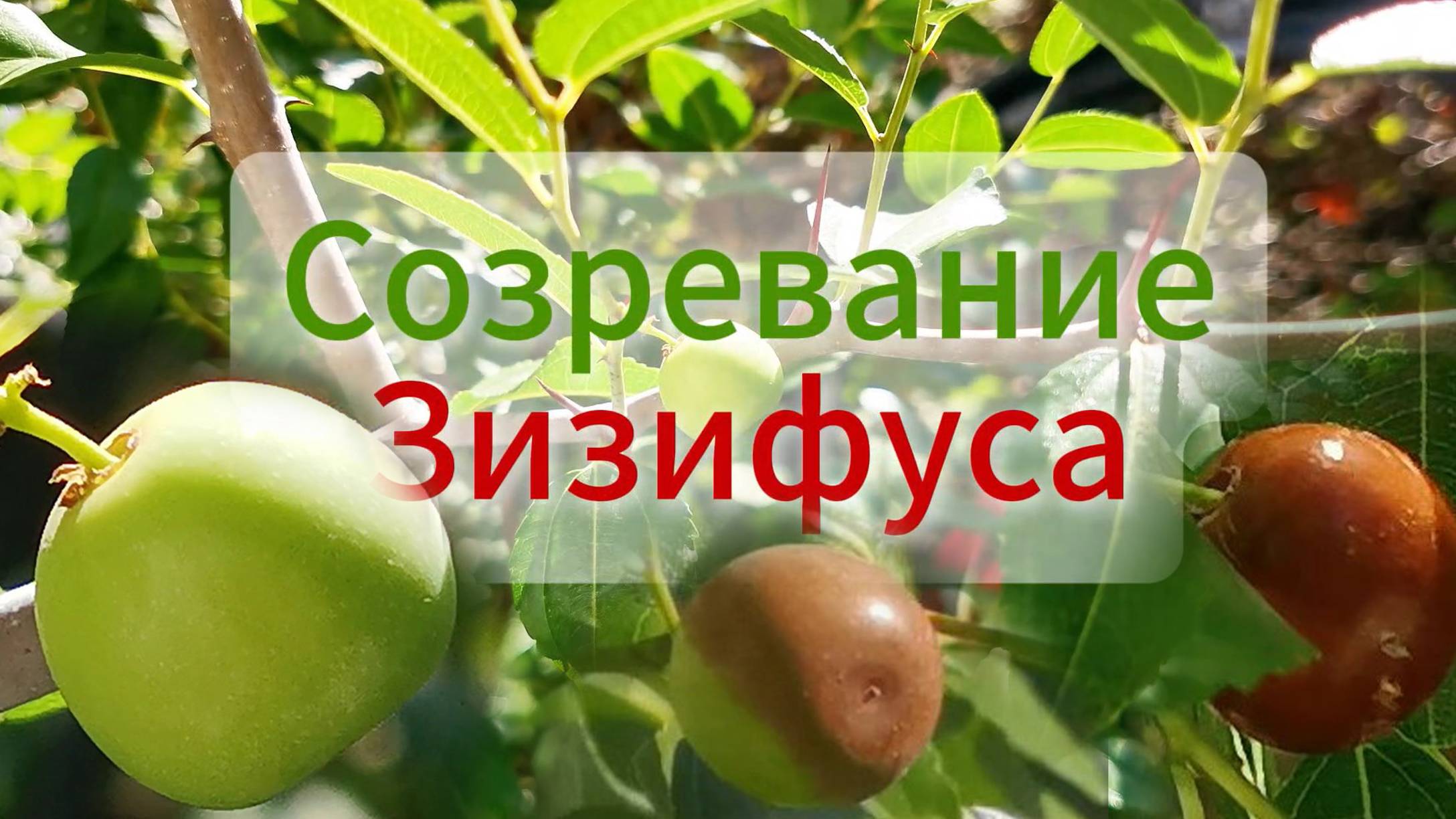 Зизифус созревает и меняет цвет / унаби ююба китайский финик