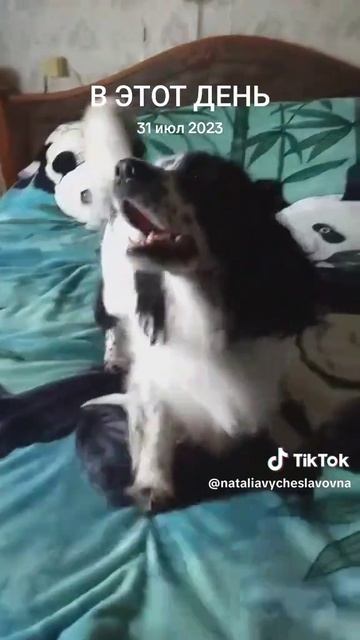 Happy Dog!...)))