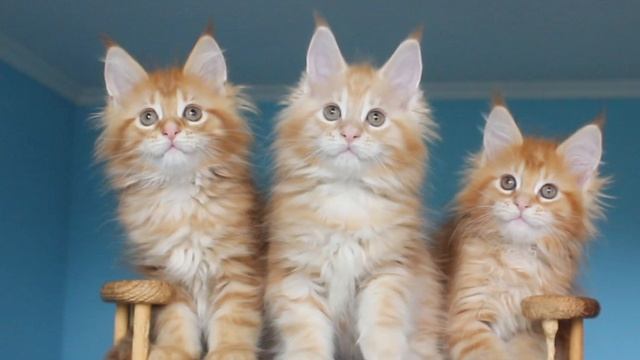 Котята Мейн Кун ❤️Голди, Глори и Голд