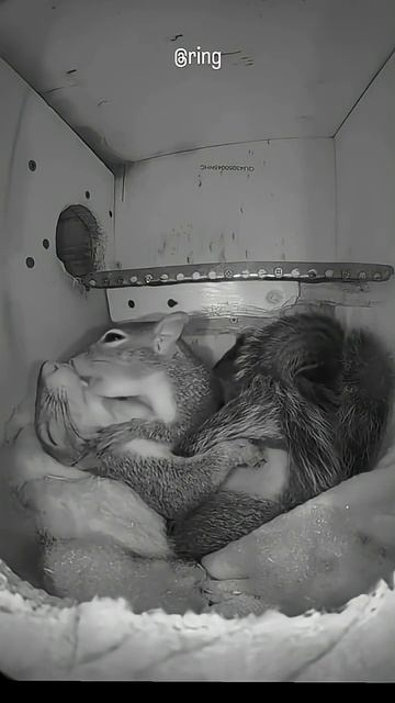 «2 белки просыпаются в домике 🐿️💤 | Милый утренний момент»