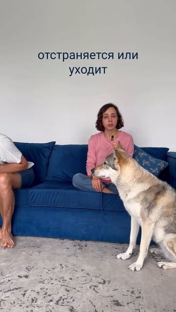 собаку не били