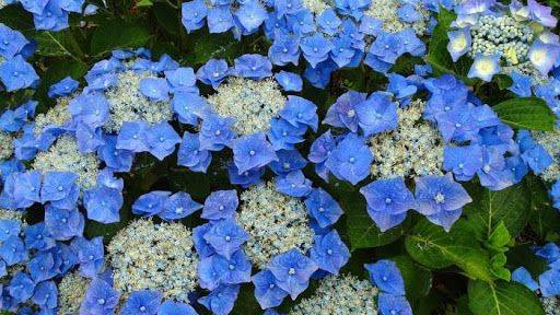 Осенняя посадка  крупнолистной гортензии Блаумайз Blaumaise