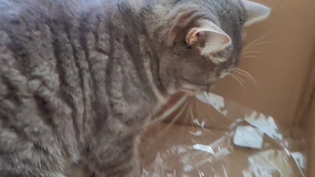 04-10-2025 вот нашел коробку и она стала его домом