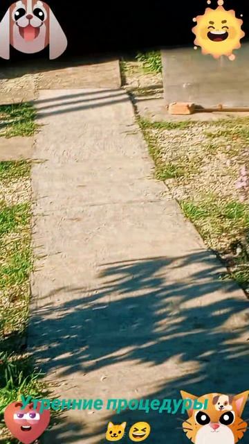 Утренние процедуры 🐶🐱😆