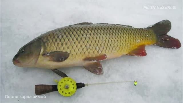 Как зимой и в каких местах водоёма можно поймать Обыкновенного сазана — Cyprinus Carpio Carpio ?
