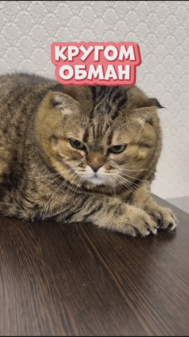 К этому жизнь меня не готовила 😲