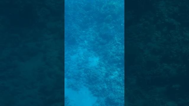 Египет, Красное море: виды из батискафа.