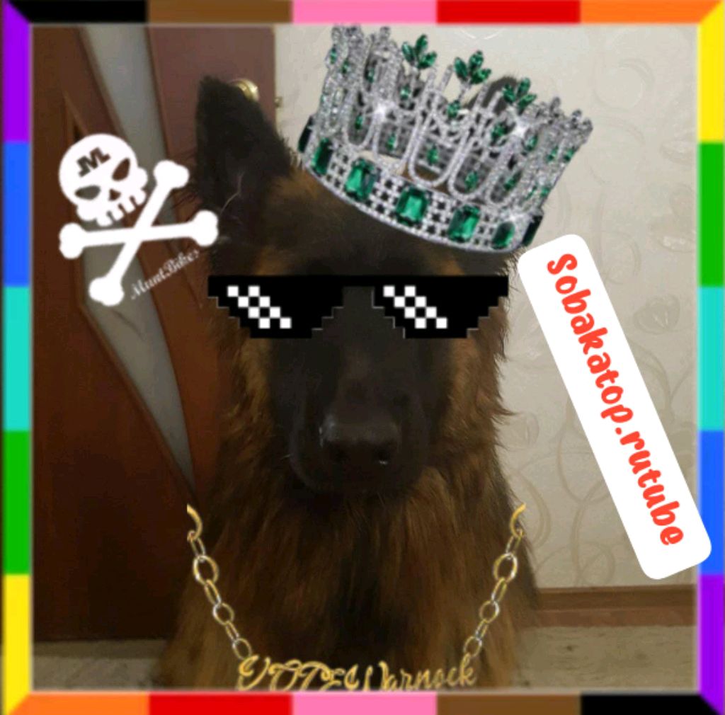 я гуляю и отвечаю на ваши вопросы или рассказываю что знаю 🤷