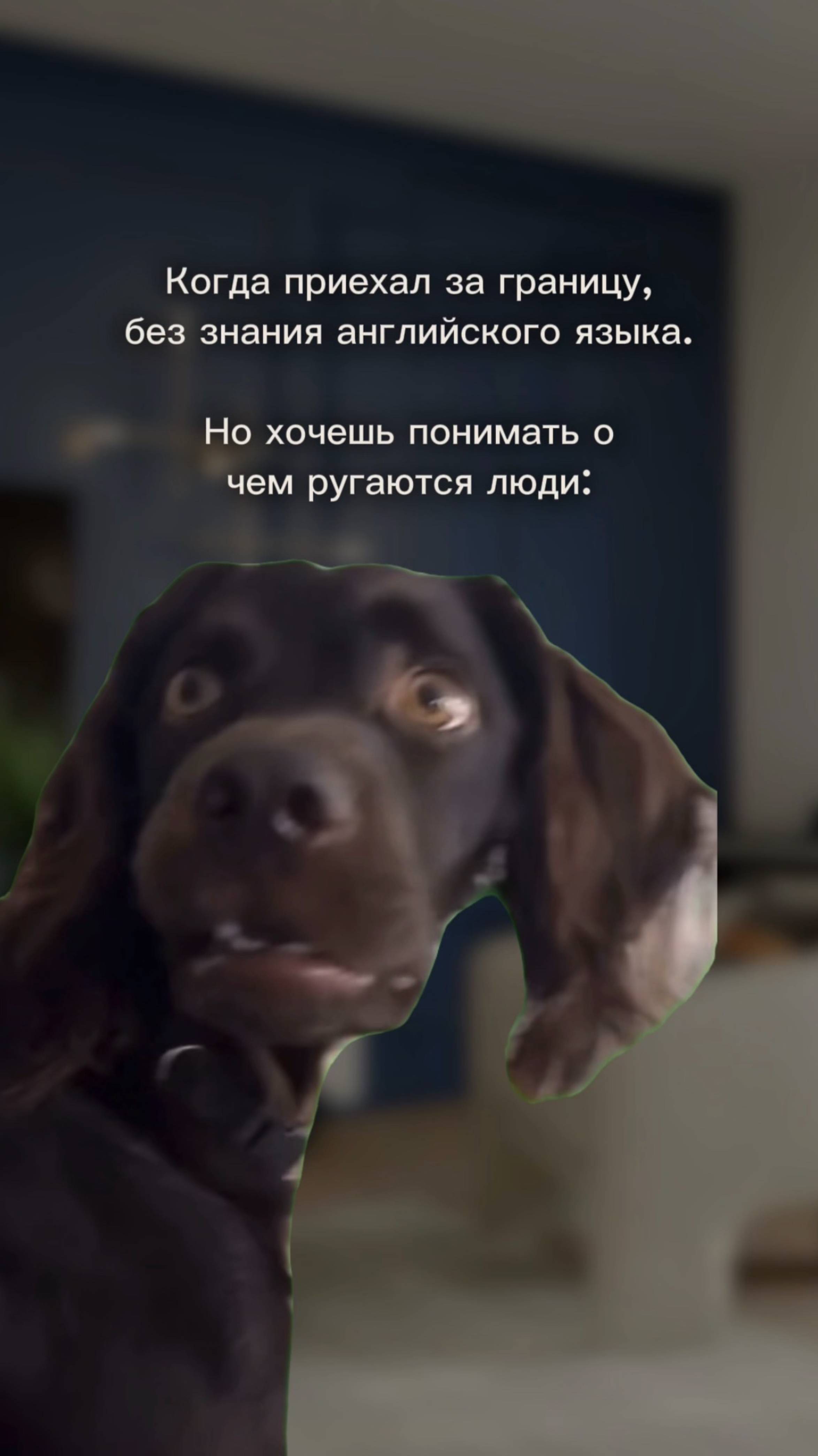 Этот пёс — моё лицо, когда я за границей без словаря 😂
