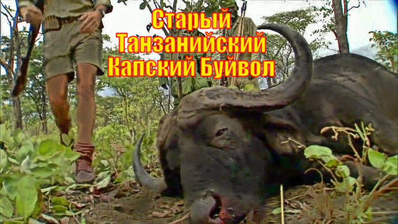 Старый Танзанийский Капский Буйвол бык