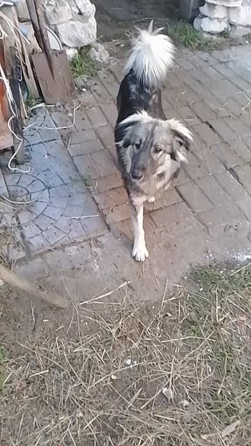 VID_20251004_163811.mp4