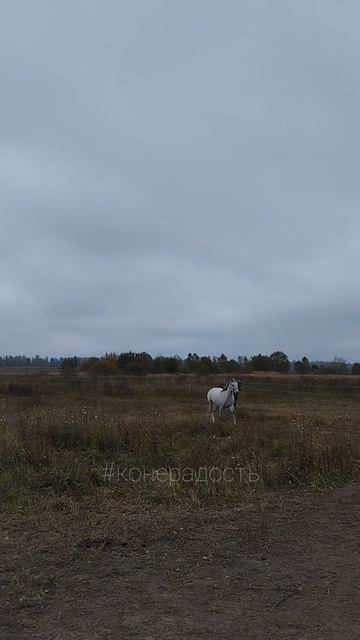 Соскучились?! #лошадки #конерадость