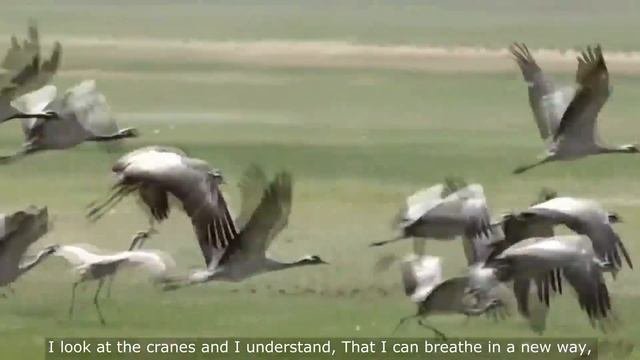 На небе наши адреса. Журавли. Our address is in heaven. Cranes