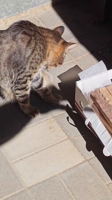 кот лизун