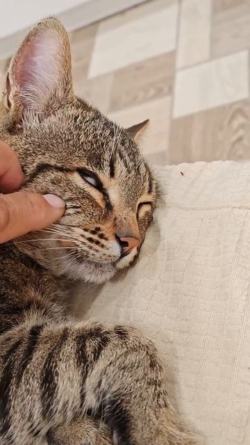 кот пришёл домой