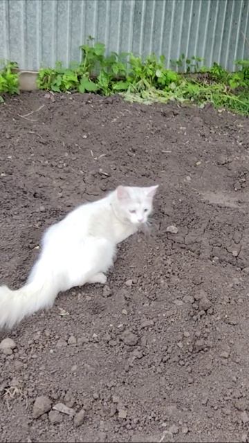 Забавные движения с котами. #кошки
