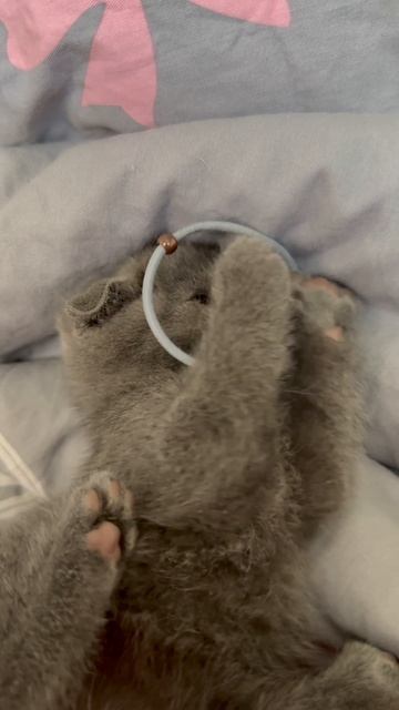 Кот и резинка🙀