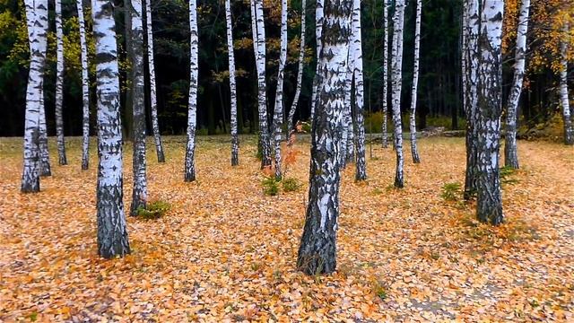 Красивая березовая роща осенью!