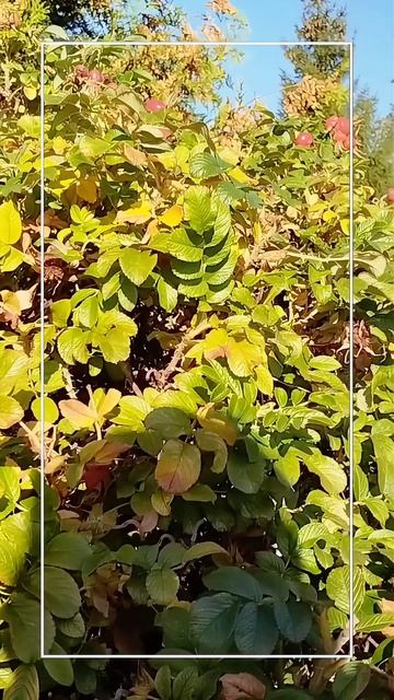 Прогулка по парку Тысячелетия Ярославля