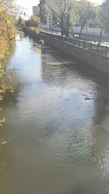 VID_20251002_125754.mp4