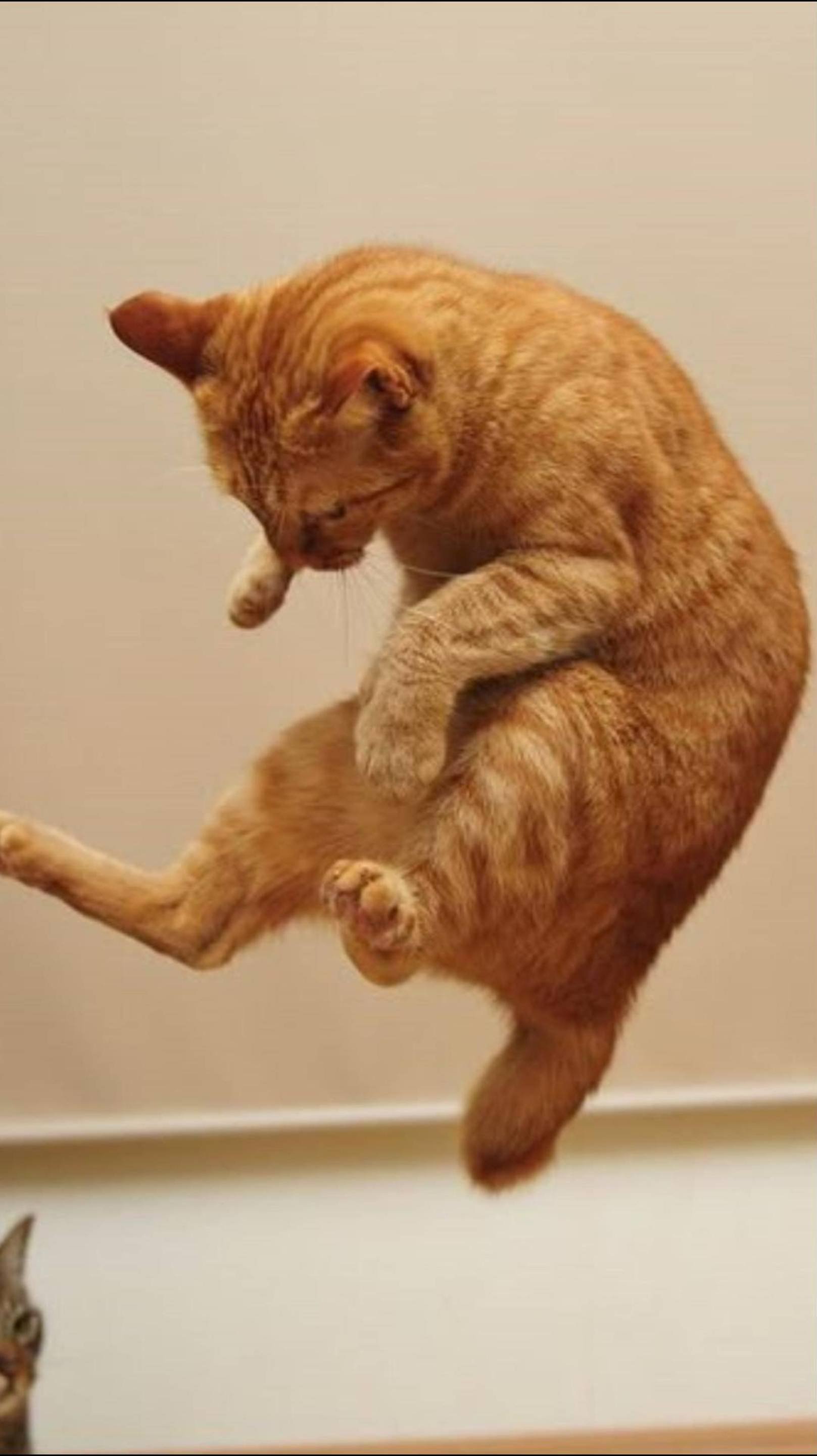 Грация кошки, ловкость Картошки 😂