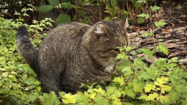 ДНЕВНИК лесного кота Барсика: «Кошачьи дела-делишки!» - 3 октября 2025 года