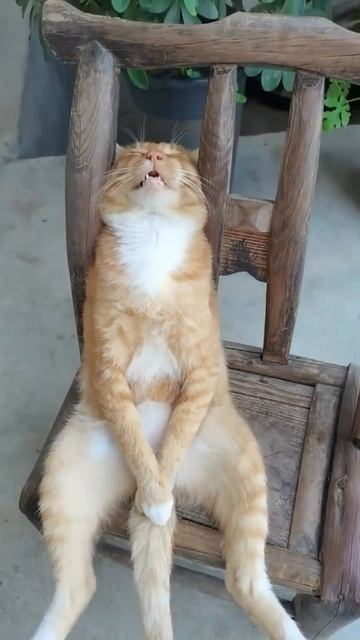 Котик спит и храпит 😴 🤣 #котик #кот