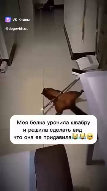 Story About Animals