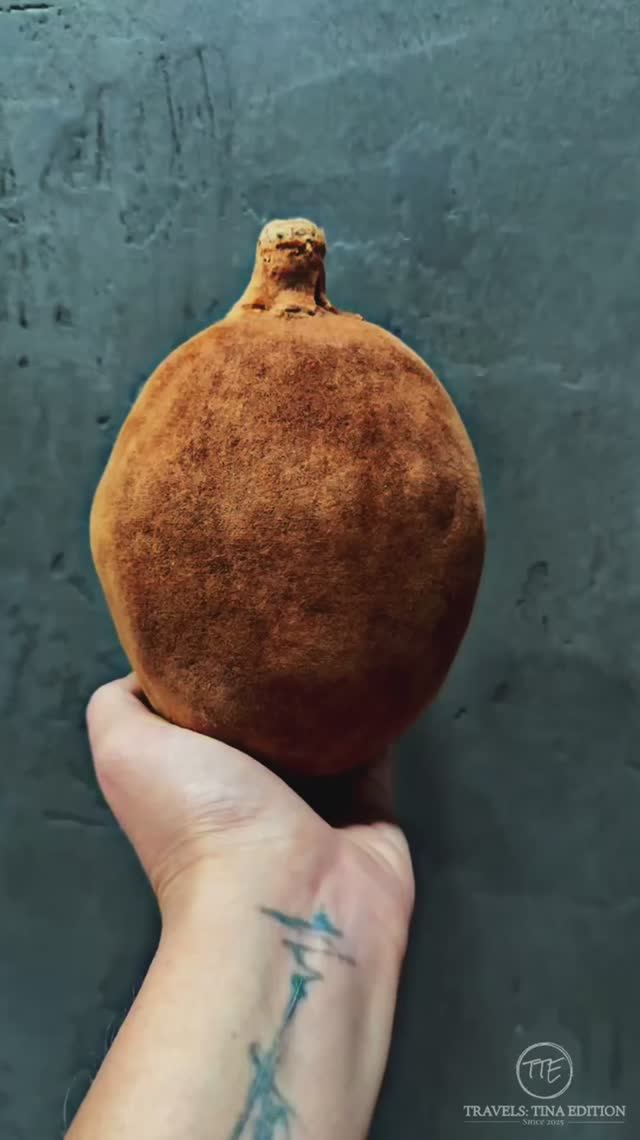 Невероятный плод баобаба. The incredible fruit of the baobab. travel baobab madagascar shorts