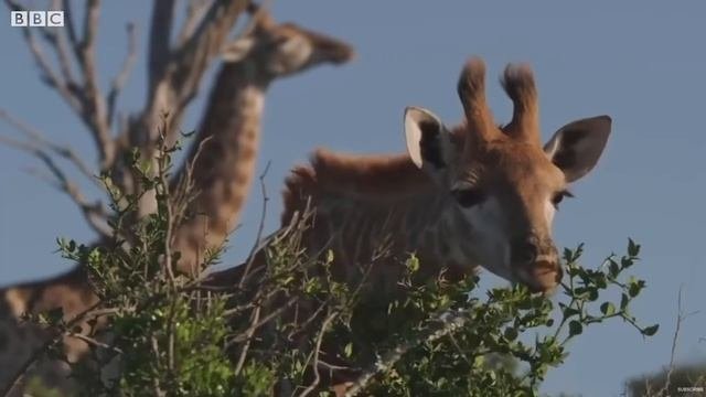 Top 5 Animal Adaptations - BBC Earth
