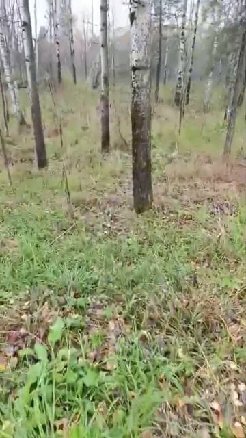 Охота на рябчика 2025