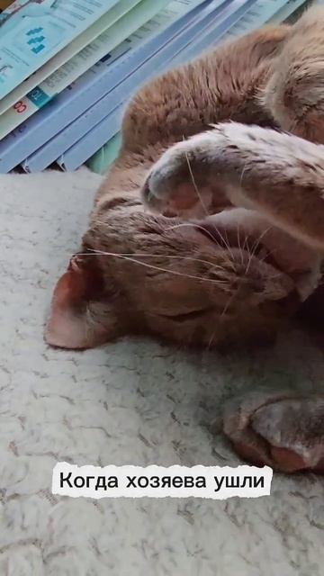 Когда хозяева кота ушли гулять #мяу
